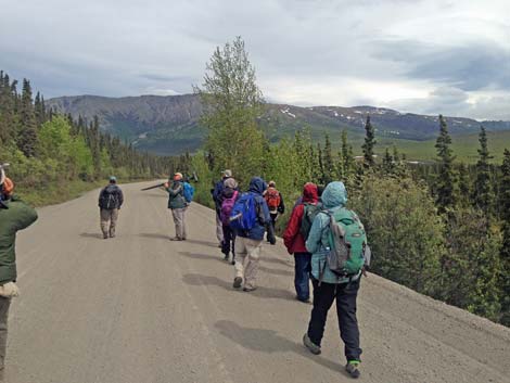 Denali birding