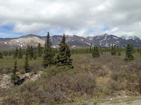 Denali birding