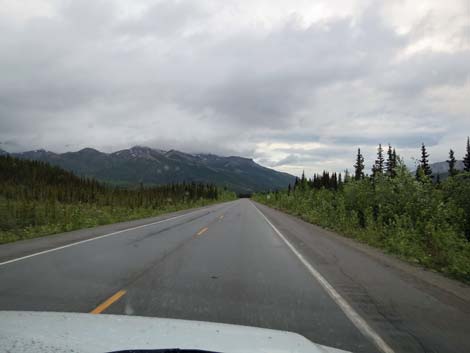 Denali birding