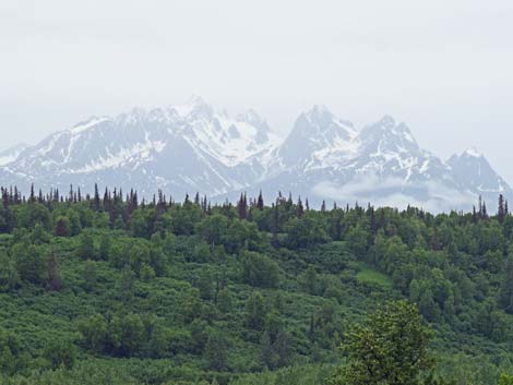 Denali birding