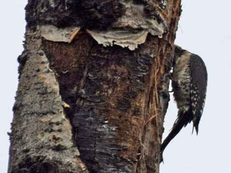 Denali birding