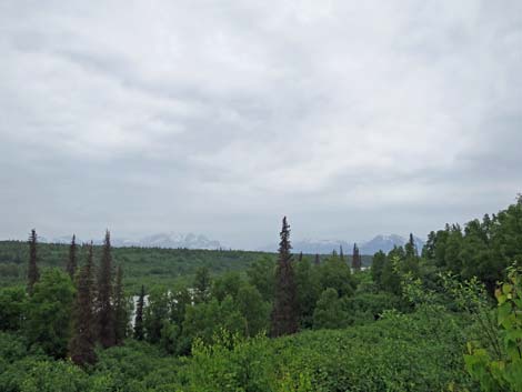 Denali birding