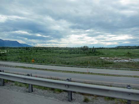 Denali birding