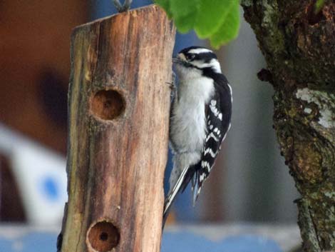 Seward birding