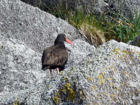 Seward birding