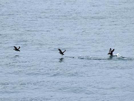 Seward birding