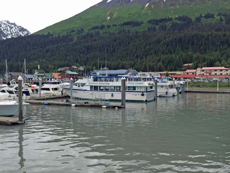 Seward birding