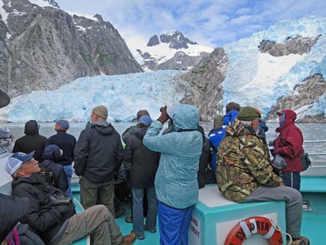 Alaska Birding 