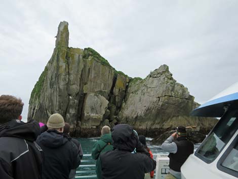 Seward birding