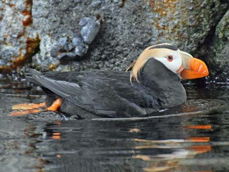 Seward Birding