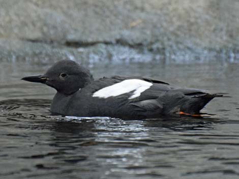 Seward Birding