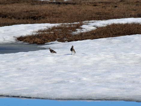 Barrow Birding