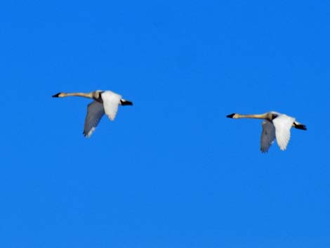 Barrow Birding