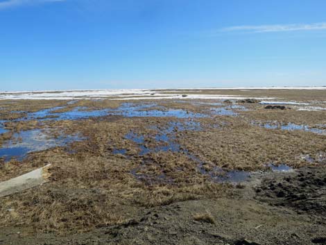 Barrow Birding