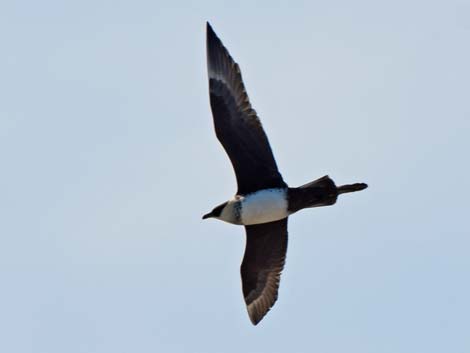 Barrow birding