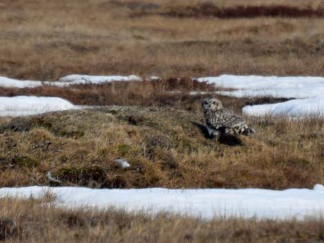 Barrow birding