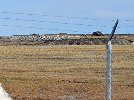 Barrow birding