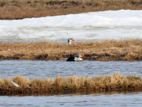 Barrow birding