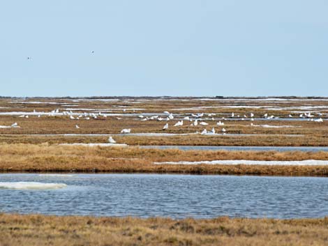 Barrow birding