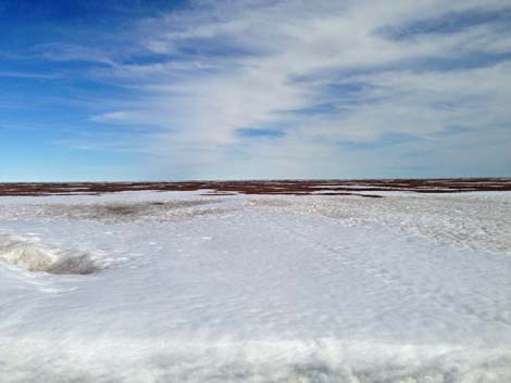 Barrow birding