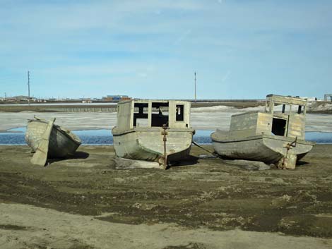 Barrow birding