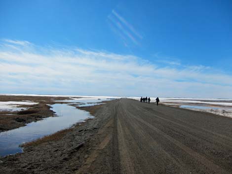 Barrow birding