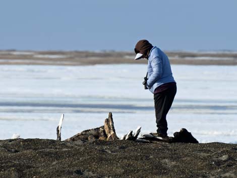 Barrow birding