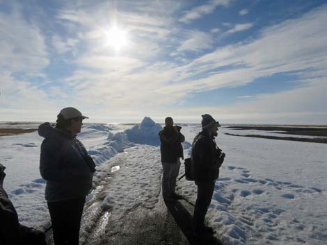 Alaska Birding