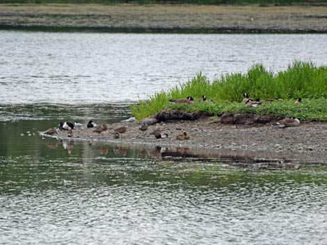 Anchorage birding