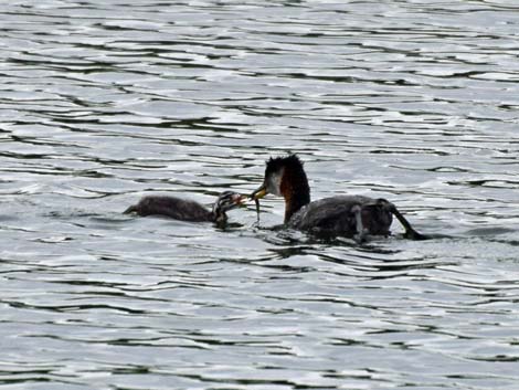 Anchorage birding