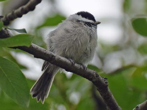 Anchorage birding