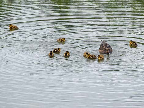 Anchorage birding