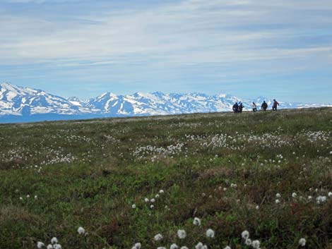 Alaska Birding Trip