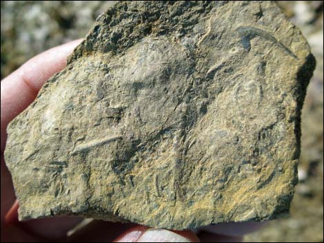 Nopah Trilobite Quarry