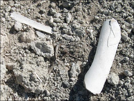 Fossil Bones