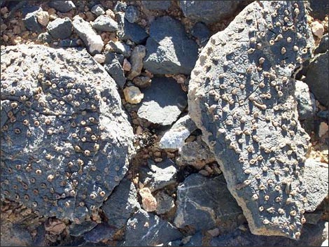 Fossil Coral