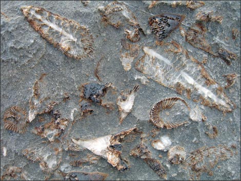 Fossil Coral