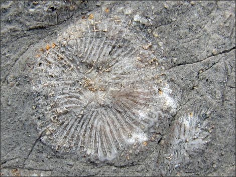 Fossil Coral