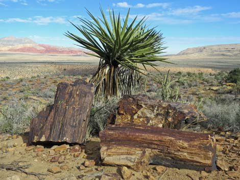 Petrified wood