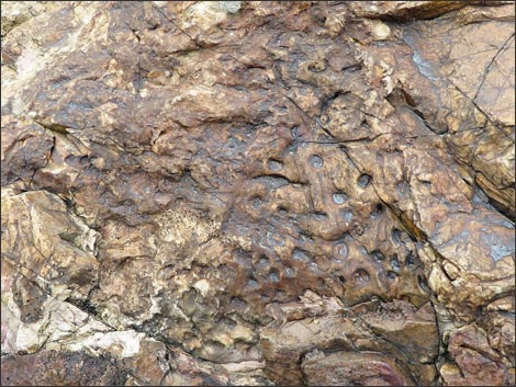 Fossil Plants