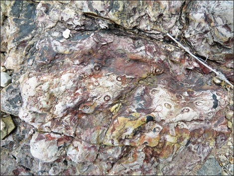 Fossil Plants