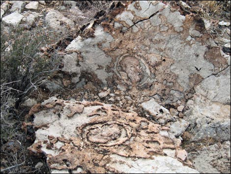 Fossil Sponges