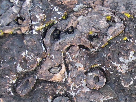 Fossil Sponges