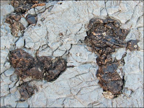 Fossil Sponges