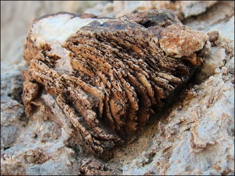 Fossil Sponges