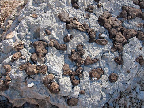 Fossil Sponges