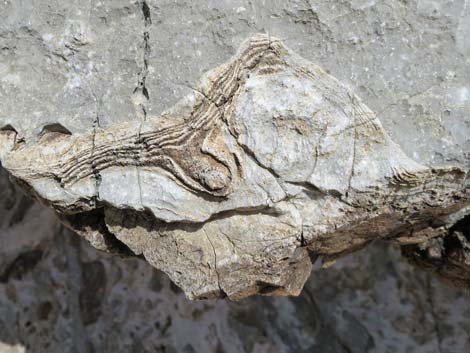 Fossil Sponges