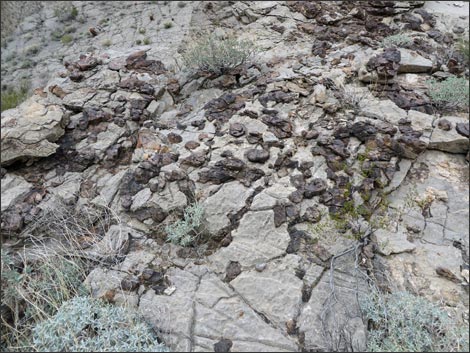 Fossil Sponges