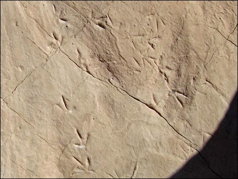 Fossil Tracks