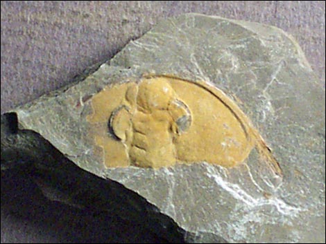 Trilobite Fossils